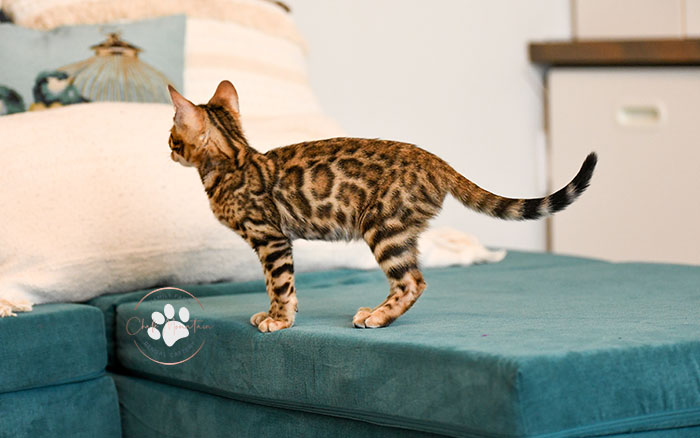 Texas Bengal kitten with brown rosetted coat available from breeder