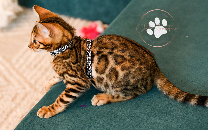 Exotic Bengal kittens available in Austin Texas family friendly
