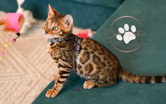 Playful Bengal kittens for sale in San Antonio Texas homes