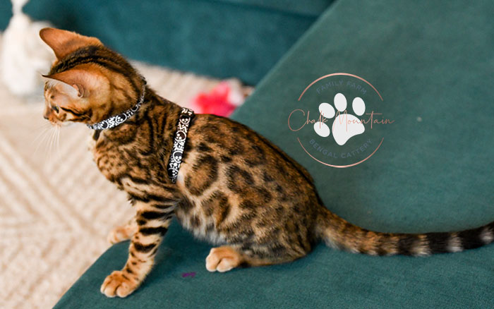 Trusted Bengal cat breeder in Texas offering rosetted Bengal kittens