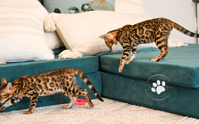 Luxury Bengal kittens for sale in Fort Worth Texas family homes