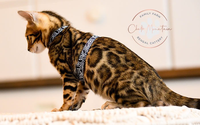 Playful Bengal kittens available in Fort Worth and Dallas Texas
