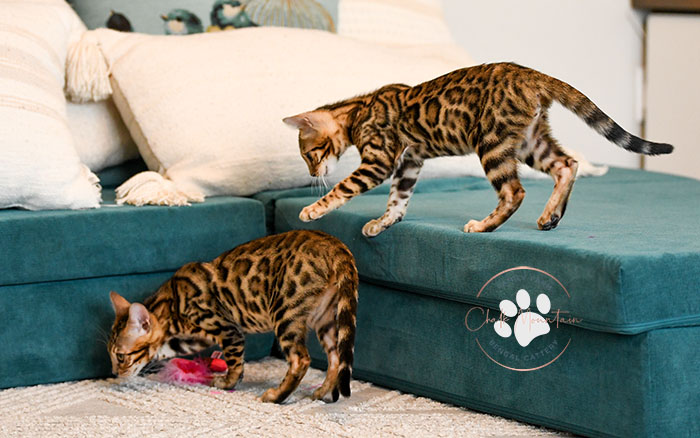 Rosetted Bengal kitten for adoption in San Antonio Texas