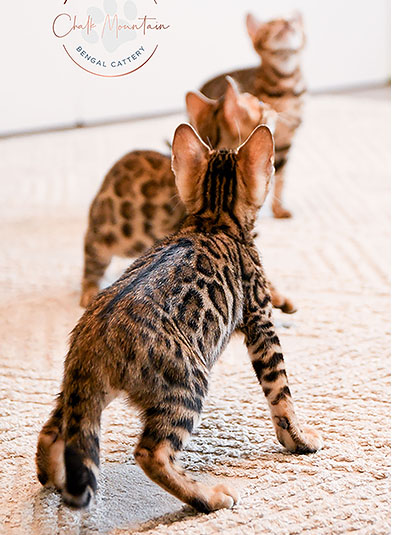 Healthy Bengal kittens raised at Texas cattery with family care