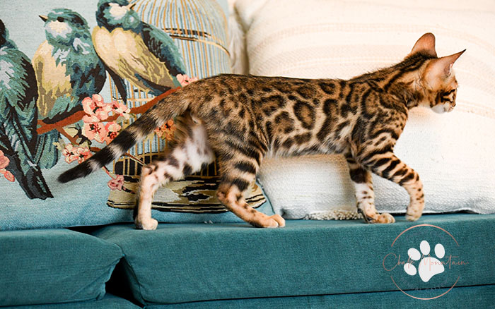 Healthy Bengal kitten for sale near Austin Texas – playful and social