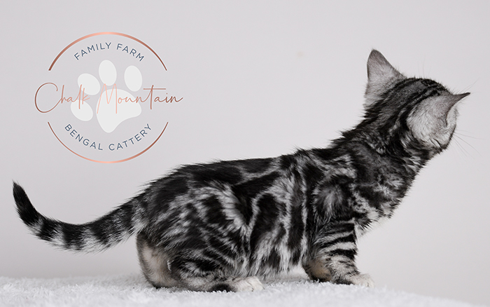 Sugarland Bengal Kittens for sale near San Antonio