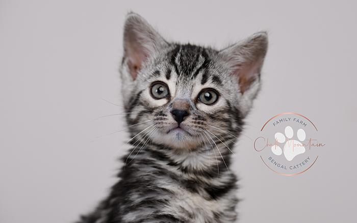 Amazing Bengal Breeders in San Antonio Texas