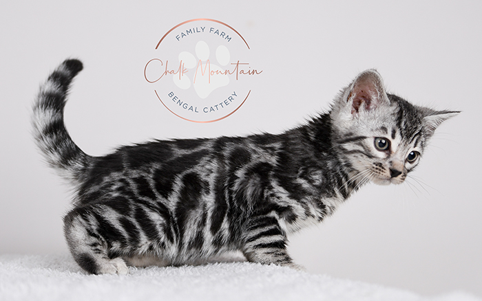 Bengal kitten for sale near San Antonio