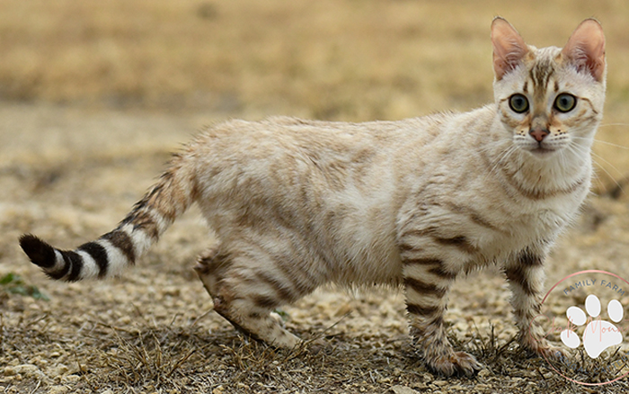 Snow mink Bengal queen Orchid standing proudly showing soft ivory rosetted pelt coat