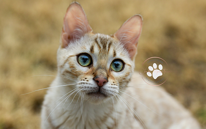 Reputable snow Bengal kitten breeder offering snow lynx snow mink and snow sepia litters