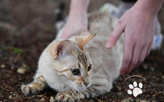 Affectionate snow mink Bengal mother cat relaxing in home environment with humans
