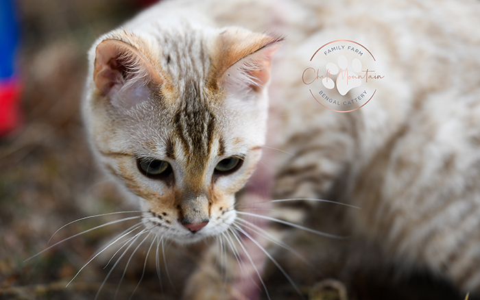 TICA snow Bengal kittens for sale with blue eyes aqua eyes and green eyes