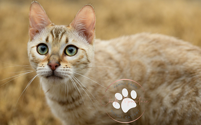 Find hypoallergenic style snow mink Bengal kittens for sale from health cleared queen