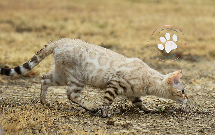 TICA registered snow mink Bengal breeding queen showing lush ivory and caramel coat