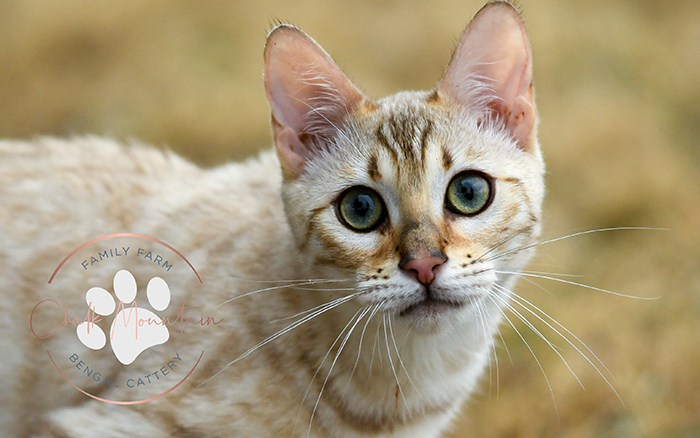 Socialized house-raised snow Bengal kittens for sale from friendly mother cat Orchid