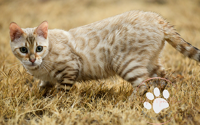 bSeal mink rosetted snow Bengal queen carrying snow sepia and snow lynx color genetics