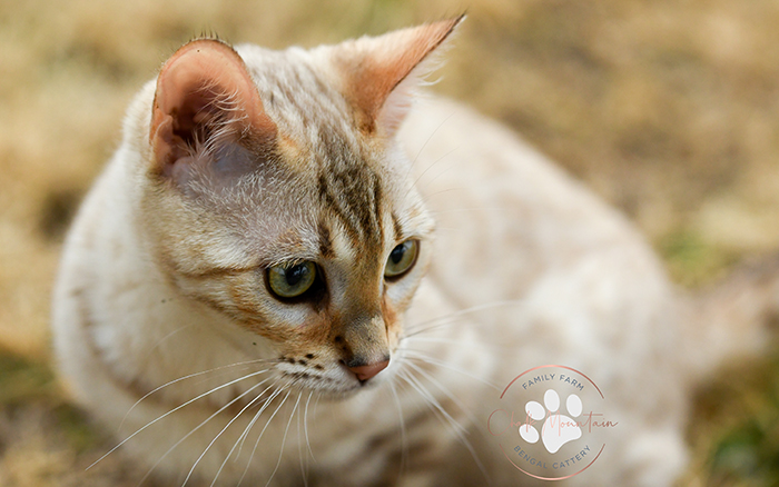 Close-up portrait of snow mink Bengal queen Orchid with stunning aqua blue-green eyes