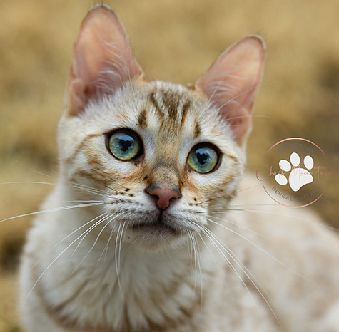 Where to buy TICA registered snow mink Bengal kittens with blue green aqua eyes