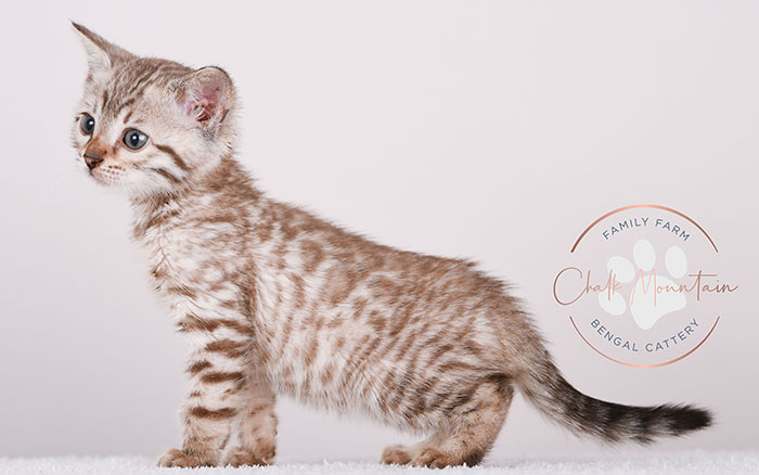 Golden Brown Bengal Kittens For Sale