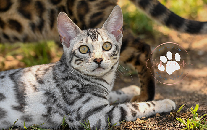 beautiful bengal kitten texas