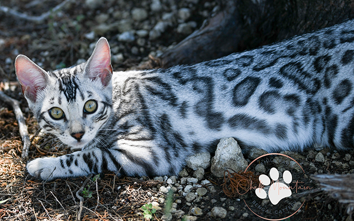 beautiful bengal kitten texas