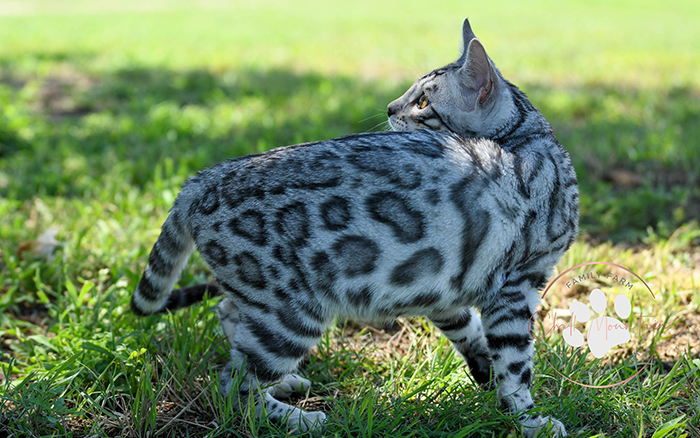 beautiful bengal kitten texas