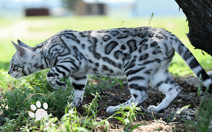 beautiful bengal kitten texas