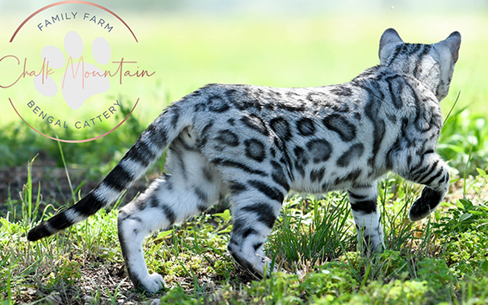 beautiful bengal kitten texas