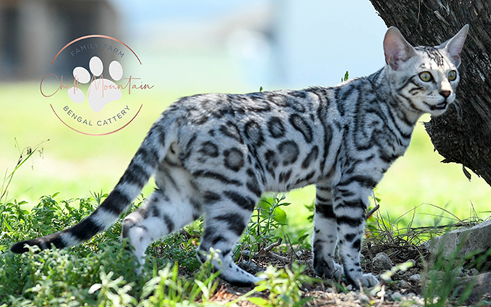 beautiful bengal kitten texas