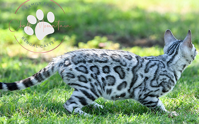 beautiful bengal kitten texas