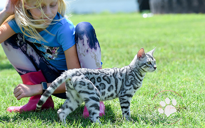 beautiful bengal kitten texas