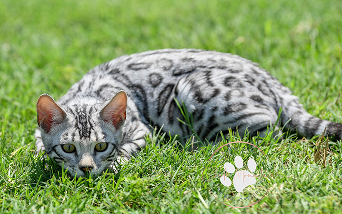 beautiful bengal kitten texas