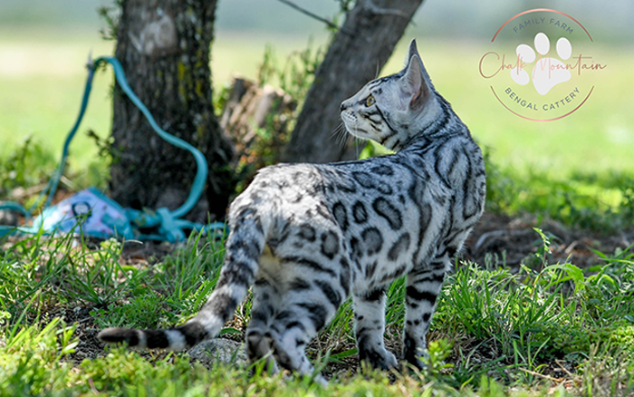 beautiful bengal kitten texas