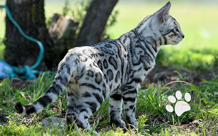 beautiful bengal kitten texas