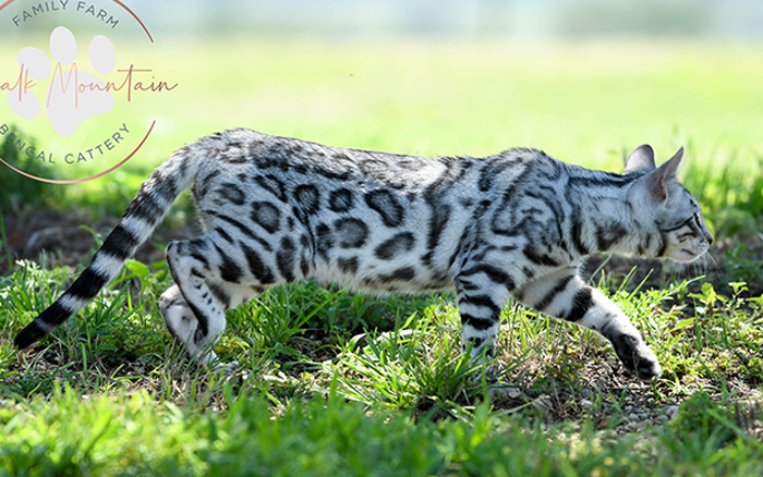 beautiful bengal kitten texas