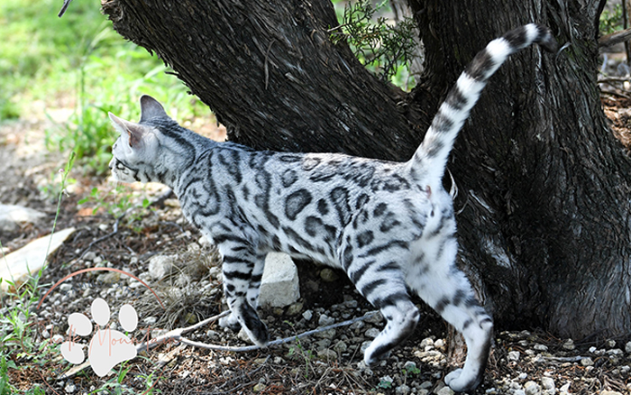 beautiful bengal kitten texas