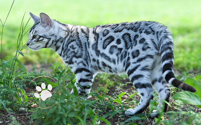 beautiful bengal kitten texas