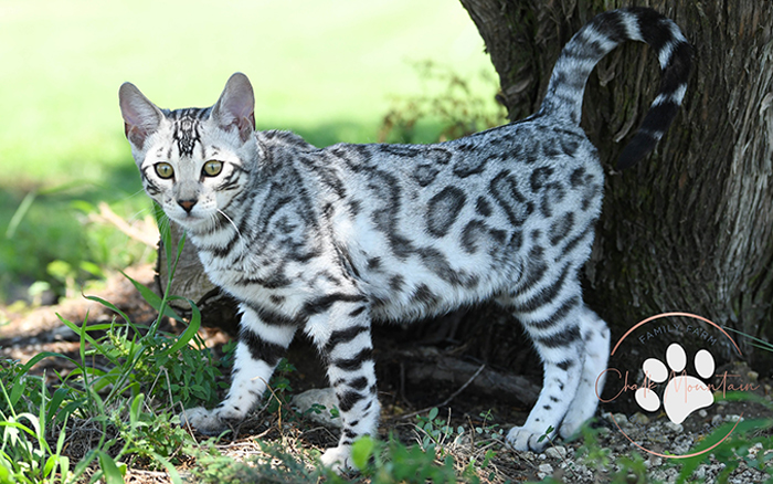 beautiful bengal kitten texas