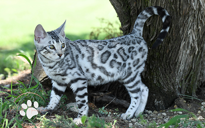 beautiful bengal kitten texas