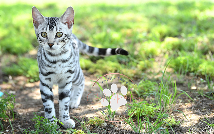 beautiful bengal kitten texas