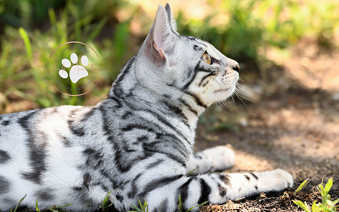 beautiful bengal kitten texas