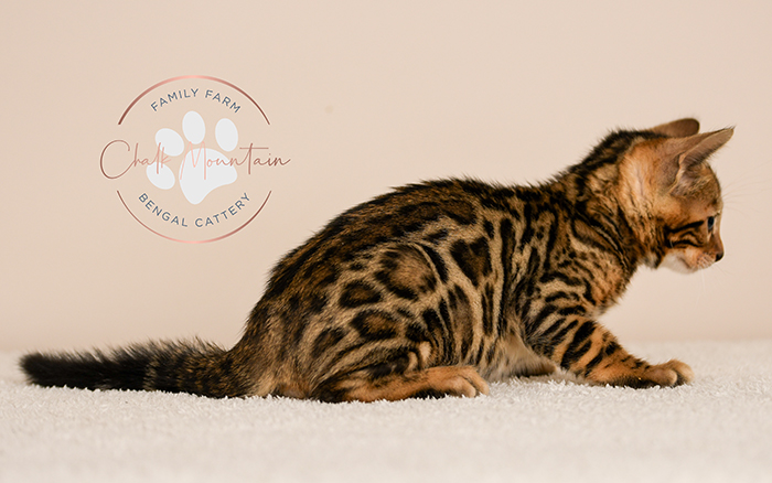 Bengal kitten for sale