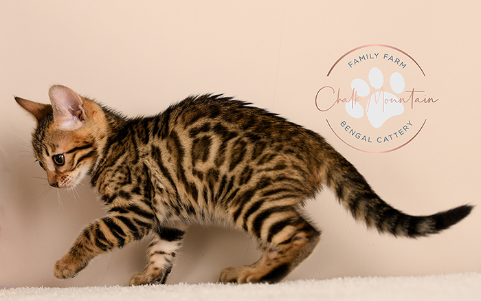 Bengal kitten for sale