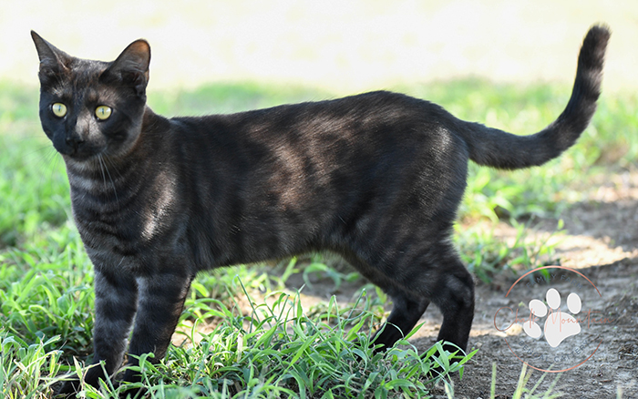 beautiful bengal kitten texas