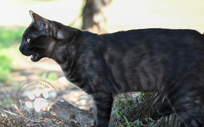 beautiful bengal kitten texas