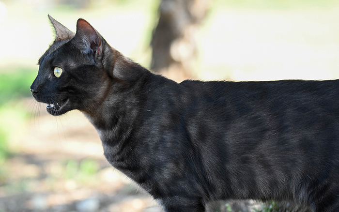 beautiful bengal kitten texas