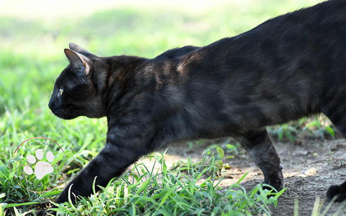 beautiful bengal kitten texas