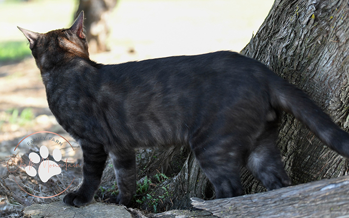 beautiful bengal kitten texas