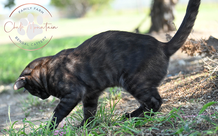 beautiful bengal kitten texas