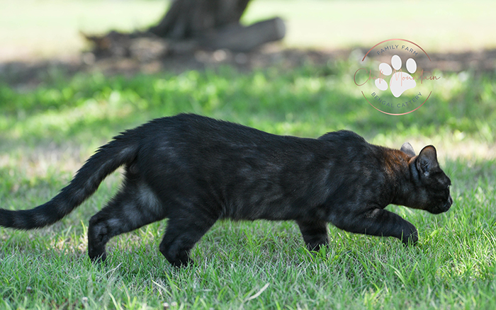 beautiful bengal kitten texas